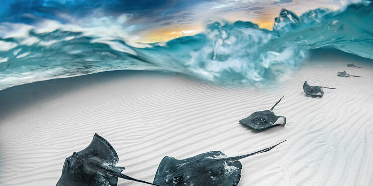 The 2023 Underwater Photographer of the Year