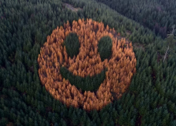 Smiley Larch Trees in The Douglas Fir Forest in Oregon