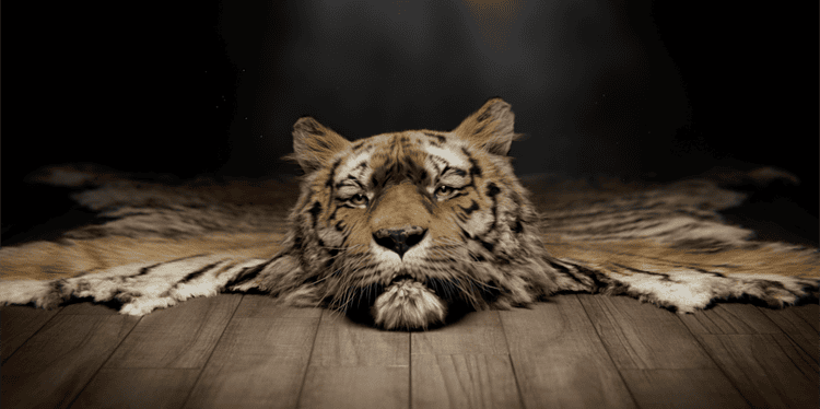 Save Wild Tigers  — Ray The Rug By Worth Your While