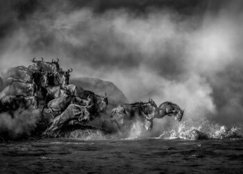 World Nature Photography Awards 2022