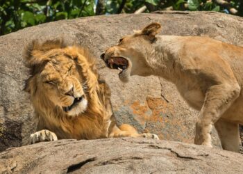2024 Comedy Wildlife Photography Finalists