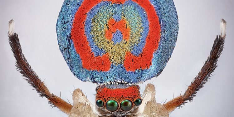 Spiders By Maria Fernanda Cardoso