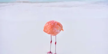 Nikon Comedy Wildlife Photography Awards