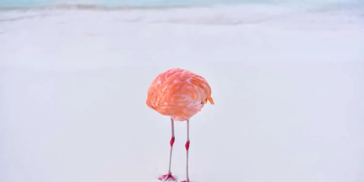 Nikon Comedy Wildlife Photography Awards