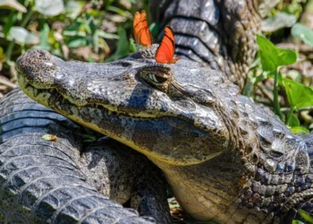 The Nikon Comedy Wildlife Awards 2026