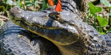 The Nikon Comedy Wildlife Awards 2026