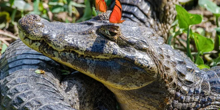 The Nikon Comedy Wildlife Awards 2026