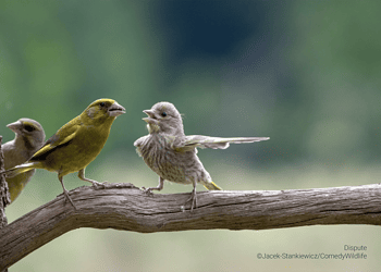 Comedy Wildlife Photography Awards 2023