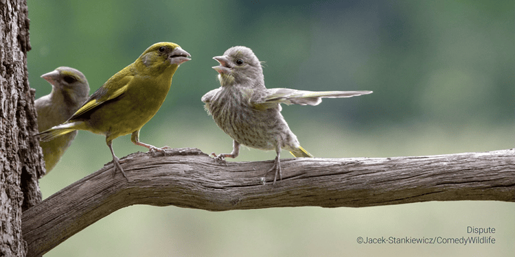 Comedy Wildlife Photography Awards 2023