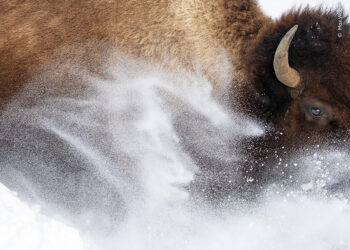 Wildlife Photographer Of The Year 2023