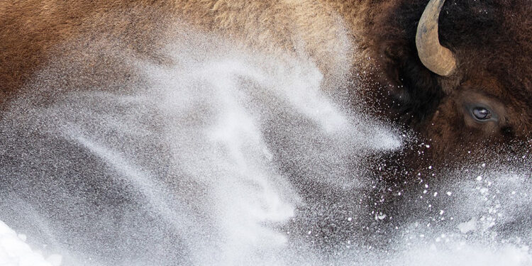Wildlife Photographer Of The Year 2023
