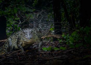 WWF — Extinction Days By &Co, Copenhagen