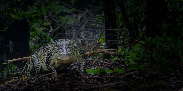 WWF — Extinction Days By &Co, Copenhagen