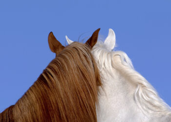 Fine Art Photography Awards 2025