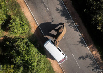 Nature inFocus Photography Awards Winners