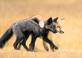 Nature Photographer Awards 2024