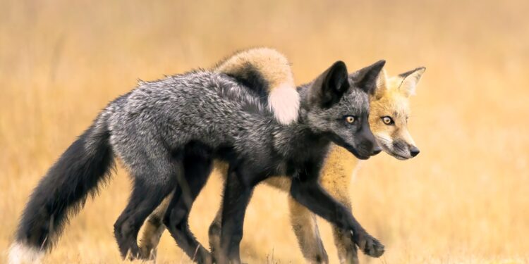 Nature Photographer Awards 2024