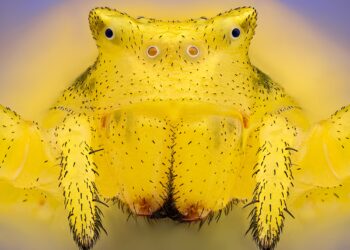 Small World Photomicrography Competition By Nikon