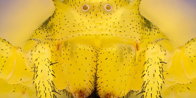 Small World Photomicrography Competition By Nikon
