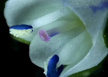 Nikon Small World In Motion 2025 Winners