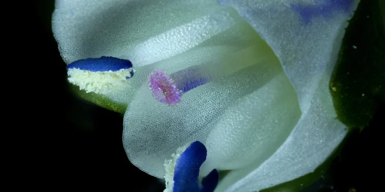 Nikon Small World In Motion 2025 Winners