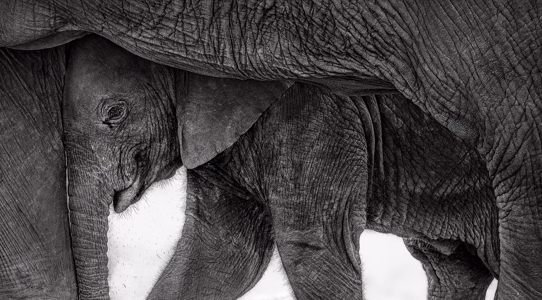 Winners of the GDT Nature Photographer of the Year 2026