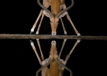 Refocus — Photographer of the Year Awards 2025