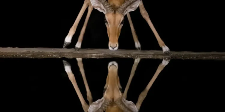 Refocus — Photographer of the Year Awards 2025