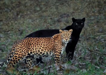 Wildlife Photography By Mithun Hunugund