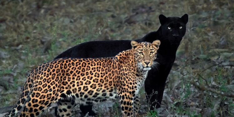 Wildlife Photography By Mithun Hunugund