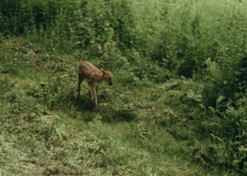 United Sense of America — The Fawn By American Haiku (Violent)
