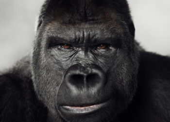 Animals by Vincent Lagrange