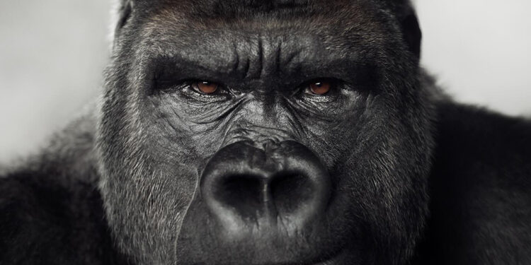 Animals by Vincent Lagrange