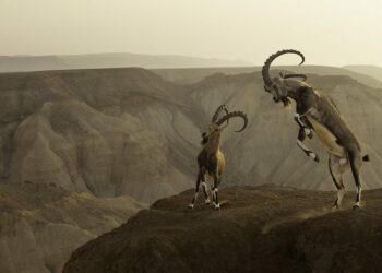 The 2023 Wildlife Photographer Winners