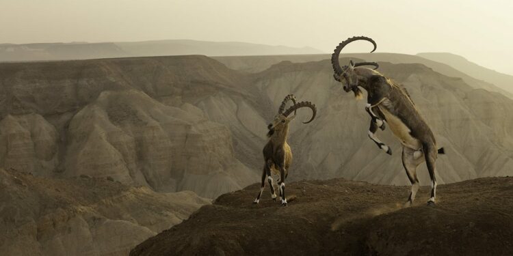 The 2023 Wildlife Photographer Winners